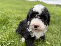 Huey, a male Miniature Bernedoodle for sale in Athens, WI – 6 of 10