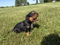 AKC Dexter, a male Cavalier King Charles Spaniel for sale in Athens, WI – 5 of 10