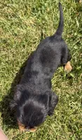 AKC Dash, a male Cavalier King Charles Spaniel for sale in Athens, WI – 8 of 10