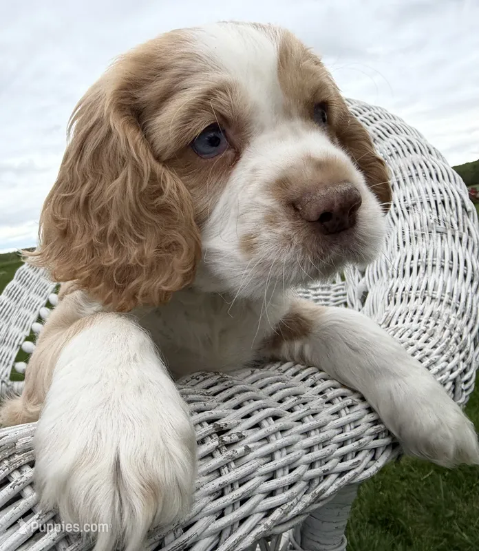 Bo – Cocker Spaniel puppy for sale in Athens, WI