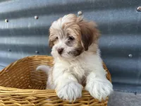 Teddy, a male Bichon Frise and Shih Tzu for sale in Athens, WI – Photo 9 of 10