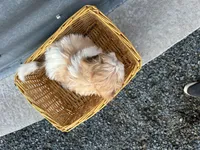 Teddy, a male Bichon Frise and Shih Tzu for sale in Athens, WI – Photo 7 of 10