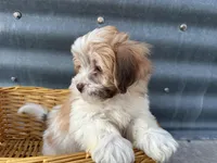 Teddy, a male Bichon Frise and Shih Tzu for sale in Athens, WI – Photo 2 of 10