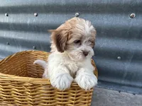 Teddy, a male Bichon Frise and Shih Tzu for sale in Athens, WI – Photo 4 of 10