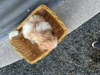 Teddy, a male Bichon Frise and Shih Tzu for sale in Athens, WI – Photo 10 of 10