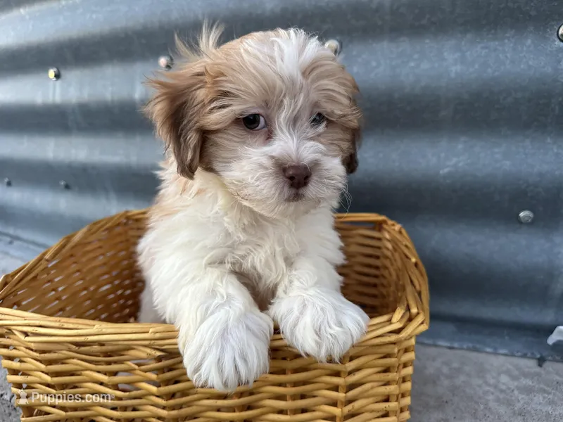 Teddy – Bichon Frise, Shih Tzu puppy for sale in Athens, WI
