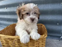 Teddy, a male Bichon Frise and Shih Tzu for sale in Athens, WI – Photo 1 of 10