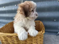 Teddy, a male Bichon Frise and Shih Tzu for sale in Athens, WI – Photo 8 of 10