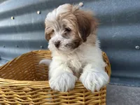 Teddy, a male Bichon Frise and Shih Tzu for sale in Athens, WI – Photo 6 of 10