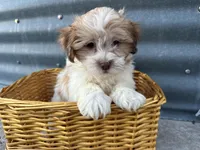 Teddy, a male Bichon Frise and Shih Tzu for sale in Athens, WI – Photo 5 of 10