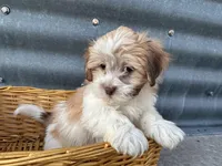 Teddy, a male Bichon Frise and Shih Tzu for sale in Athens, WI – Photo 3 of 10