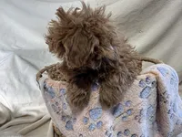 Phillip, a male Poodle - Miniature  for sale in Athens, WI – Photo 10 of 10
