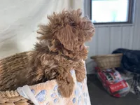 Phillip, a male Poodle - Miniature  for sale in Athens, WI – Photo 4 of 10