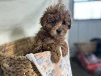 Phillip, a male Poodle - Miniature  for sale in Athens, WI – Photo 1 of 10