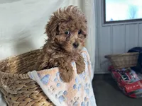 Phillip, a male Poodle - Miniature  for sale in Athens, WI – Photo 5 of 10