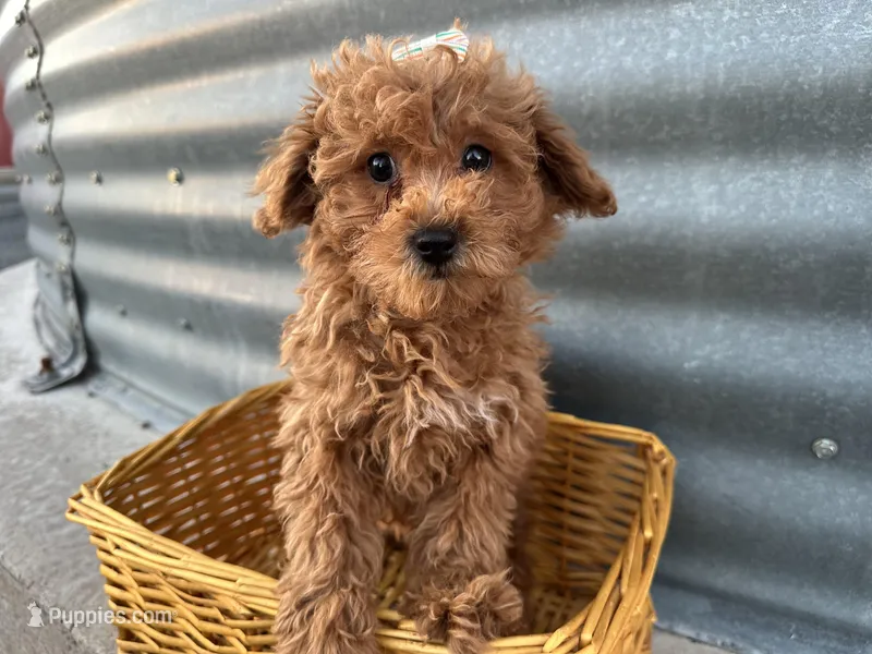 Priscilla  – Poodle - Miniature  puppy for sale in Athens, WI