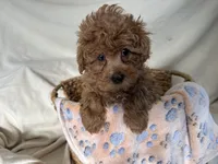 Phillip, a male Poodle - Miniature  for sale in Athens, WI – Photo 8 of 10