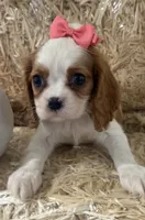 Carmen, a female Cavalier King Charles Spaniel for sale in Athens, WI – 8 of 10