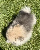 Buddy, a male Pomeranian for sale in Athens, WI – 3 of 10