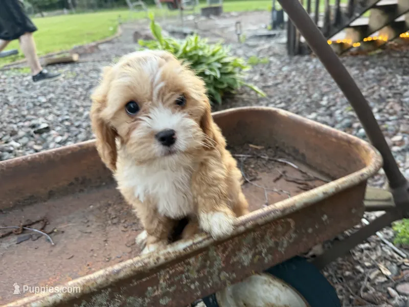 Eddie – Cavapoo puppy for sale in Athens, WI