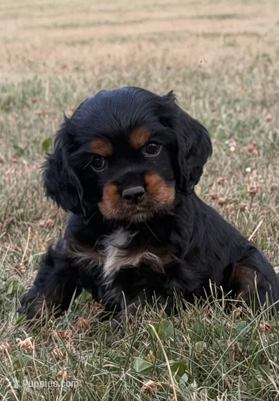 Hanna – Cocker Spaniel puppy for sale in Athens, WI