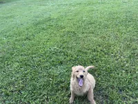 Buster, a male Miniature Goldendoodle for sale in Athens, WI – 6 of 10