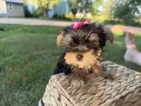 Bopeep , a female Morkie for sale in Athens, WI – 7 of 10