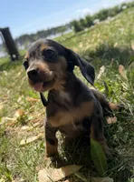 Harper, a female Miniature Dachshund for sale in Athens, WI – 4 of 10