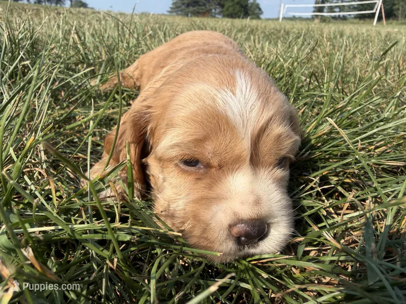 Holly – Cocker Spaniel puppy for sale in Athens, WI