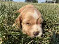 Holly, a female Cocker Spaniel for sale in Athens, WI – 1 of 10