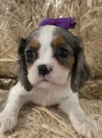 Cece, a female Cavalier King Charles Spaniel for sale in Athens, WI – 5 of 10