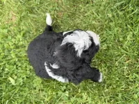 Huey, a male Miniature Bernedoodle for sale in Athens, WI – 4 of 10