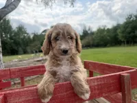 Carly, a female Miniature Goldendoodle for sale in Athens, WI – 10 of 10