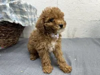 Quincy, a male Poodle - Miniature  for sale in Athens, WI – Photo 10 of 10