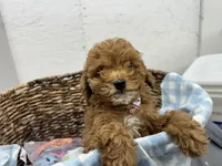 Quincy, a male Poodle - Miniature  for sale in Athens, WI – Photo 7 of 10