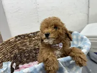 Quincy, a male Poodle - Miniature  for sale in Athens, WI – Photo 5 of 10