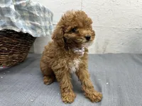 Quincy, a male Poodle - Miniature  for sale in Athens, WI – Photo 2 of 10