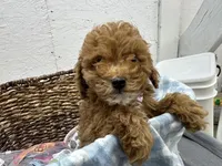 Quincy, a male Poodle - Miniature  for sale in Athens, WI – Photo 1 of 10