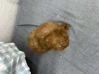 Quincy, a male Poodle - Miniature  for sale in Athens, WI – Photo 9 of 10