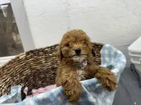 Quincy, a male Poodle - Miniature  for sale in Athens, WI – Photo 4 of 10