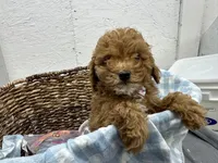 Quincy, a male Poodle - Miniature  for sale in Athens, WI – Photo 3 of 10