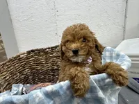 Quincy, a male Poodle - Miniature  for sale in Athens, WI – Photo 8 of 10