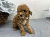 Quincy, a male Poodle - Miniature  for sale in Athens, WI – Photo 6 of 10