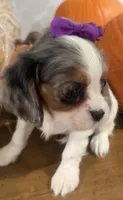 Cece, a female Cavalier King Charles Spaniel for sale in Athens, WI – 6 of 10