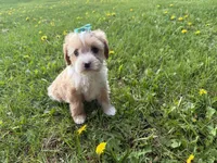 Ember , a female Cavapoo for sale in Athens, WI – 4 of 10