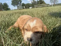 Holly, a female Cocker Spaniel for sale in Athens, WI – 9 of 10