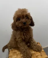 Roxy, a female Cavapoo for sale in Athens, WI – 6 of 10