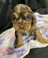 Belle, a female Cocker Spaniel for sale in Athens, WI – Photo 8 of 10
