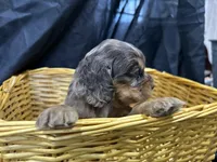 Belle, a female Cocker Spaniel for sale in Athens, WI – Photo 3 of 10