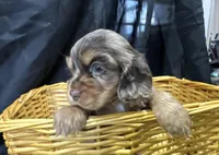 Belle, a female Cocker Spaniel for sale in Athens, WI – Photo 2 of 10